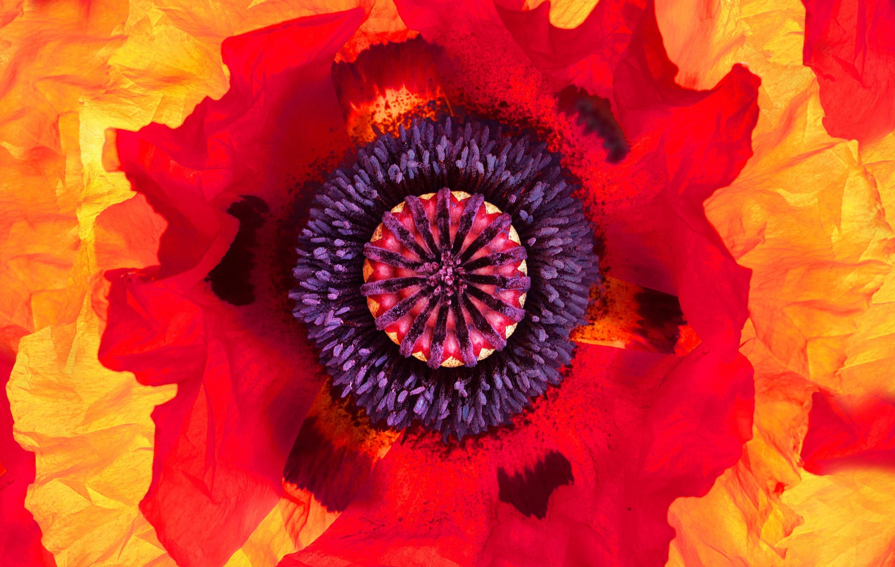 041papaver2N